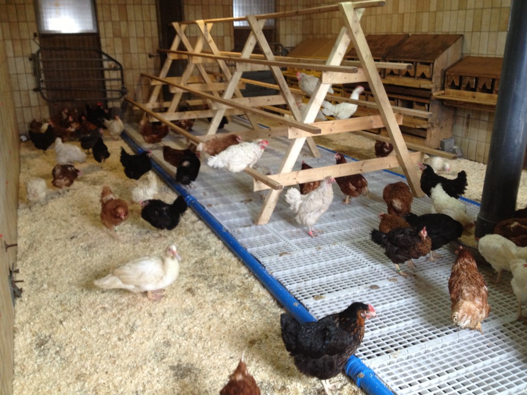 Blick in den neuen Hühnerstall des Kapellenhofs