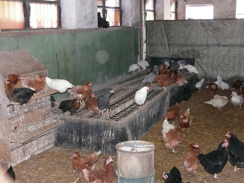 Hühner in Bodenhaltung