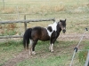 Pony Jacky
