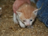 Katze